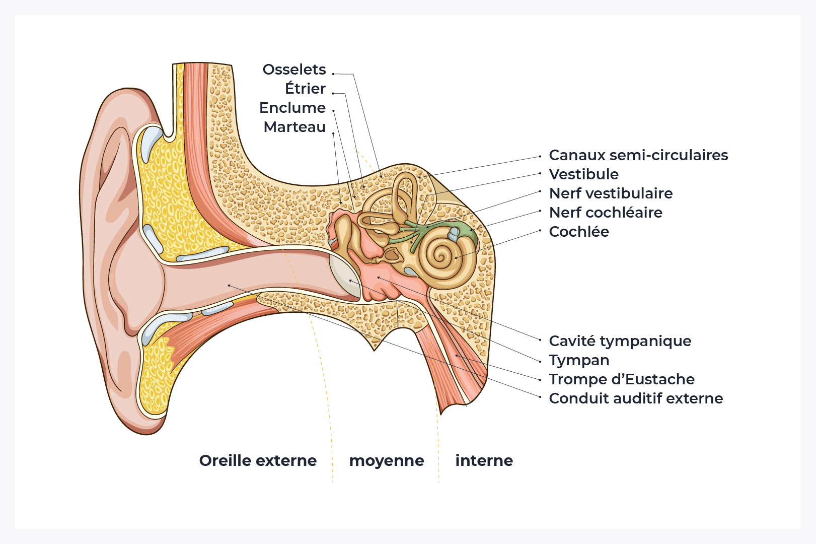 schéma oreille interne